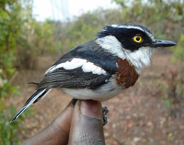 Batis orientalis (Platysteiridae).