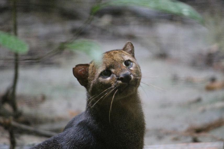 Record of Puma yagouaroundi before to be released and monitored in the Rio Cuieiras Biological Reserve located in Central Amazonia, Brazil.