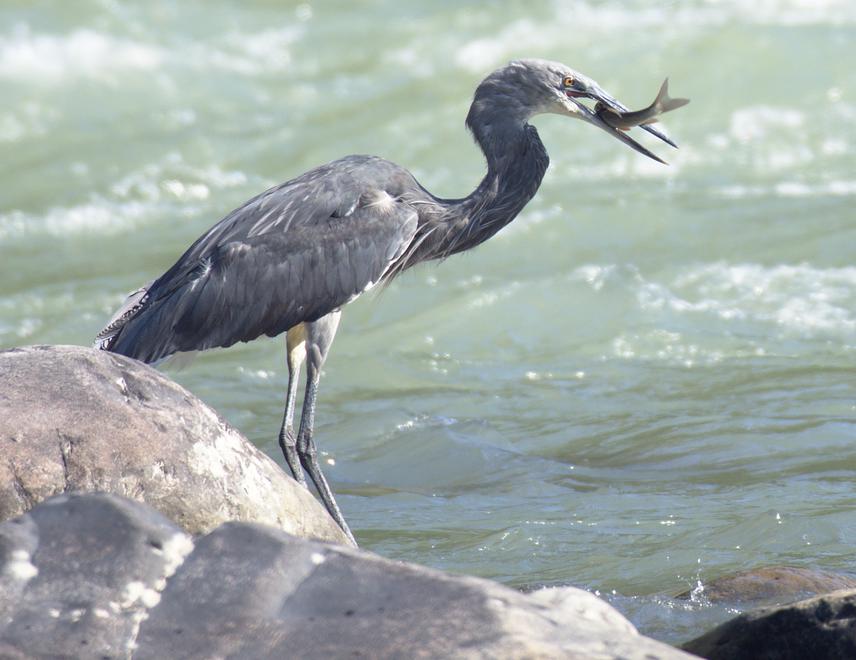 White-Bellied Heron.