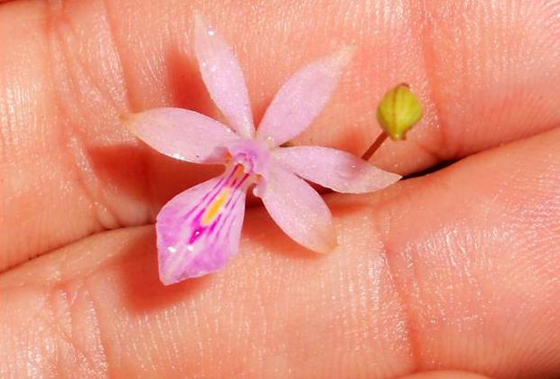 T. malpighiarum flower.