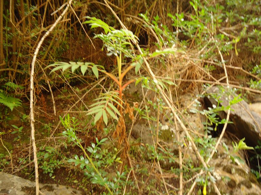 Hagenia abyssinica (Bruce) J.F.Gmel. Seedling for natural regeneration.