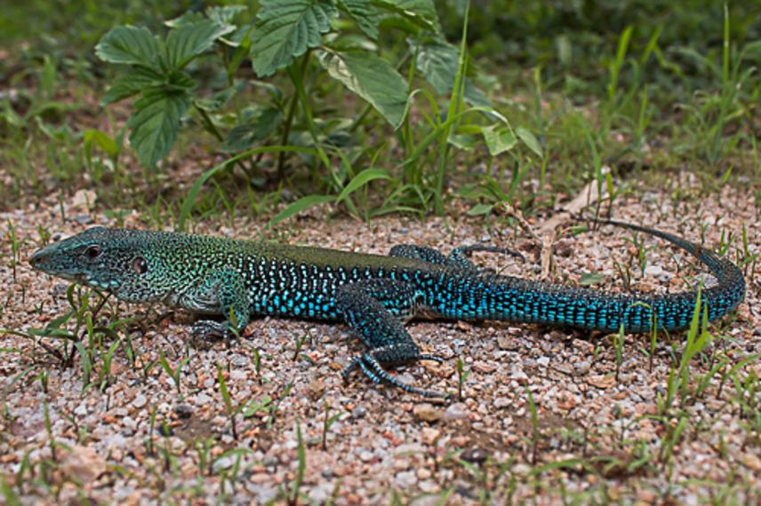 Lizard specimen of ameiva ameiva photographed in the study area. ©Paulo Ragner.