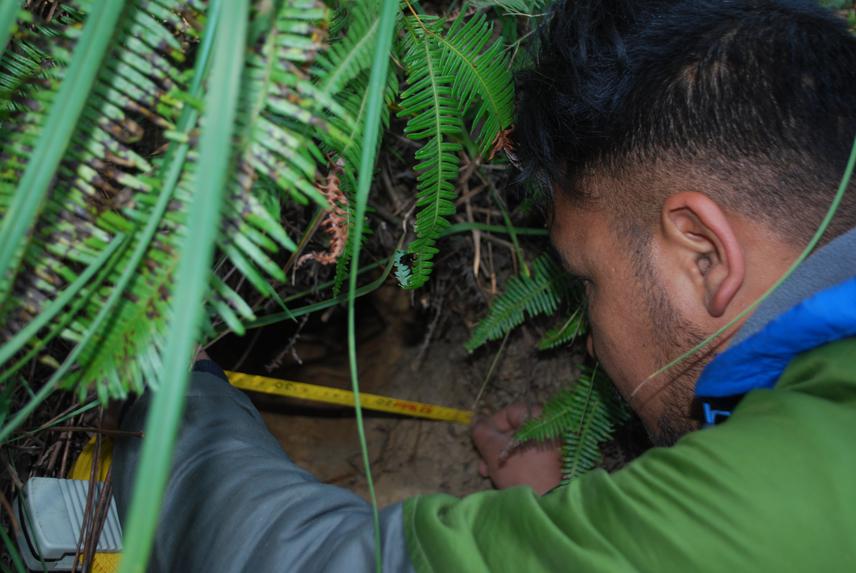 Measuring diameter of Chinese Pangolin's burrow at Taudolchhap Community Forest, Bhaktapur.
