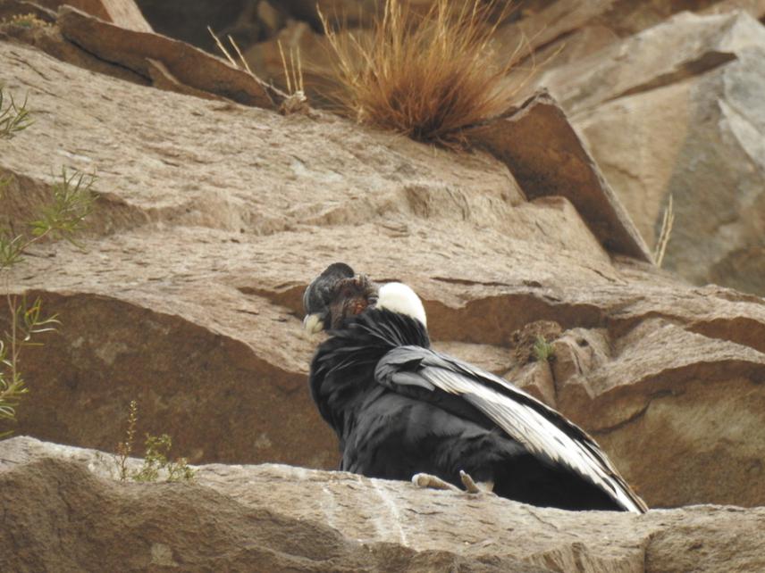 Adult male in its roost.