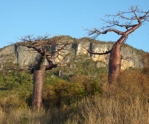 A. suarezensis population at Montaigne des Français.