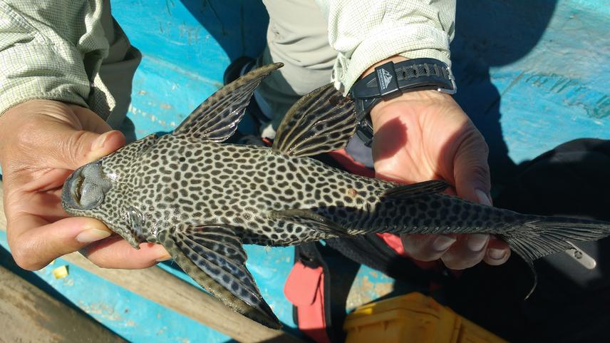 Pleco usumacinta. © Yasmin Quintana.