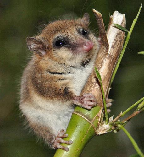 Dromiciops gliroides, a seed disperser marsupial of the Patagonia Temperate Forest. ©Mariano Rodriguez-Cabal.