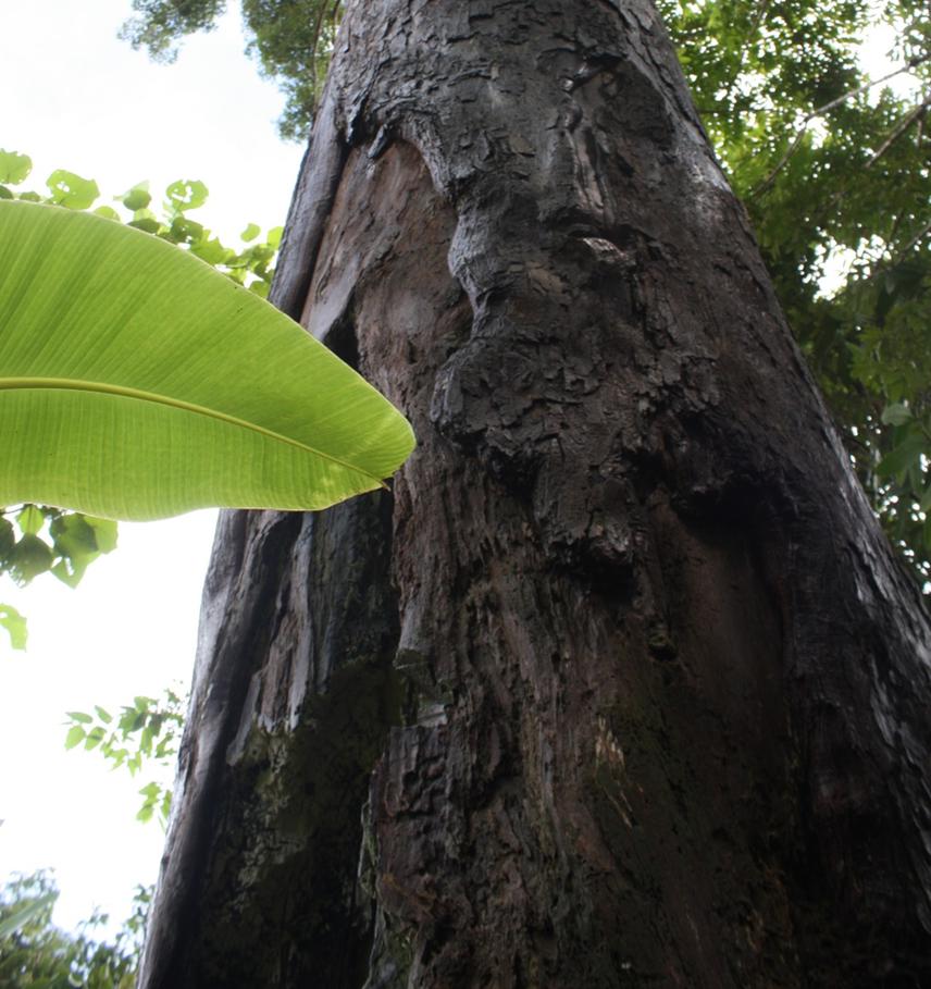 Buttress of the first mother tree visited in the survey.