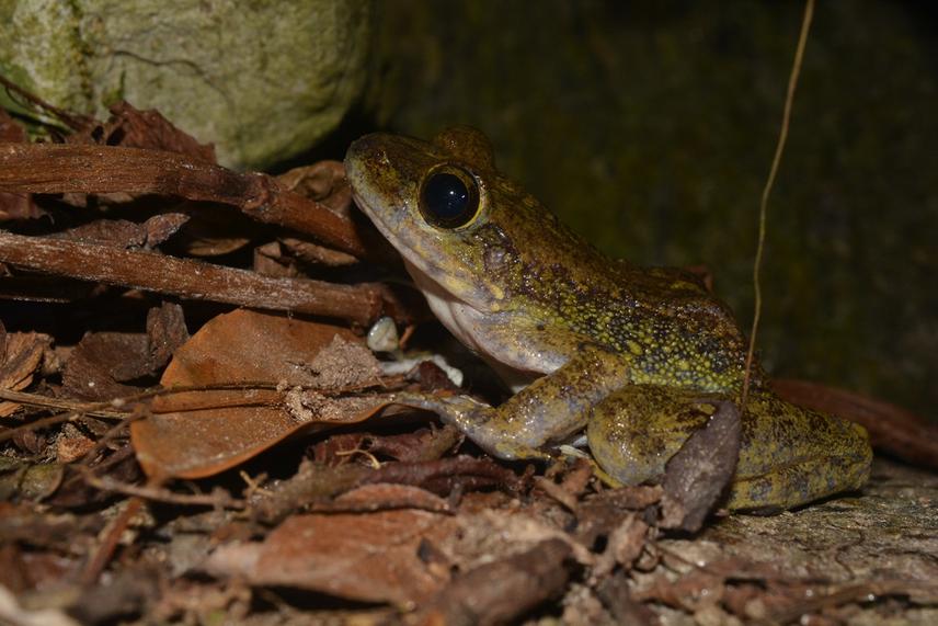 Amolops sp.