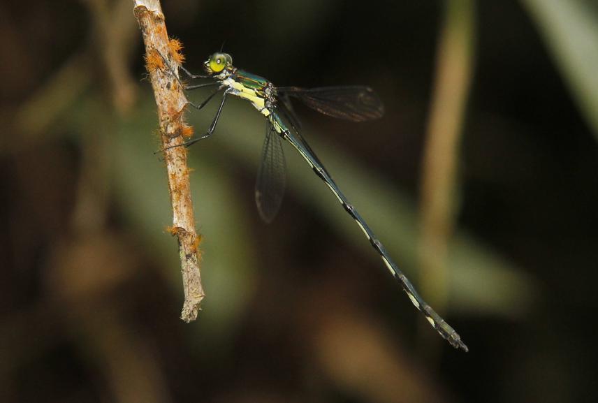 Sinhalestes orientalis. Critically Endangered.
