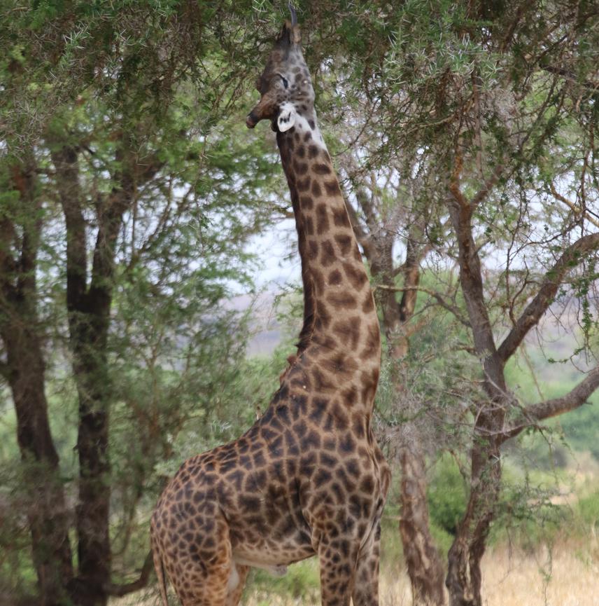 26734-1Giraffe Feeding2.JPG