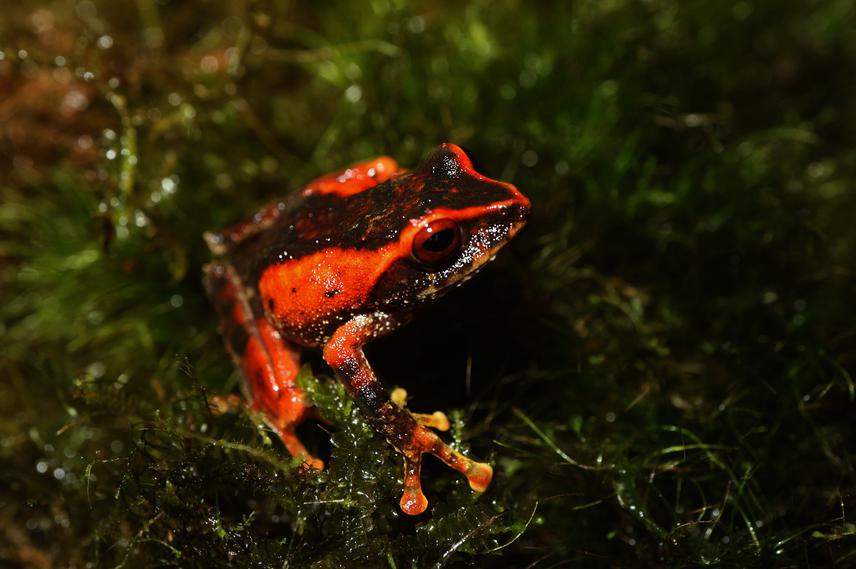 26752-1 Amphibian and reptile diversity of Mt. Busa, Southern Mindanao, Philippines.