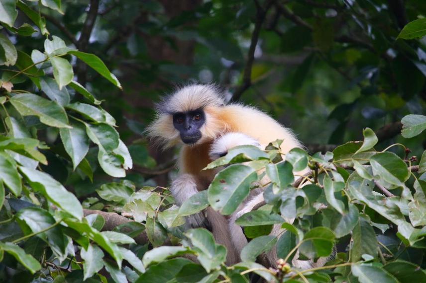 Golden langur at it’s natural habitat.