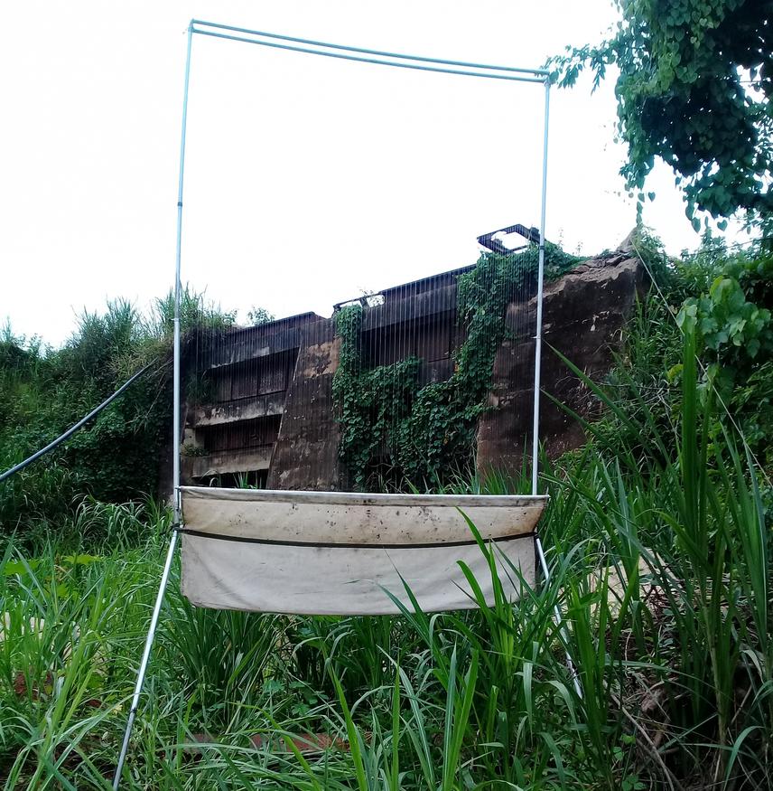 Bats captured in a harp trap, ready to be removed, measured and released at Kibali Gold Mining