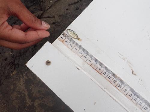 Measuring the total length of specimens collected ©Carolin Wilhelm