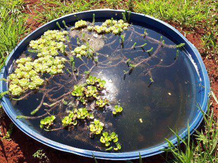 An experimental mesocosm model ecosystems to understand the impacts of agriculture contaminants on aquatic biodiversity and water quality. ©Victor Satoru Saito.