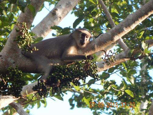 Tana River Mangabey on a Ficus sycomorus tree.