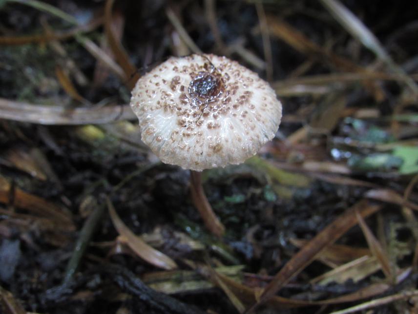 Leucocorpinus sp. © E. Melgarejo Estrada.