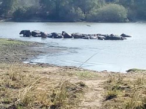 26886-B A congregation of hippos at River Ugalla.jpg