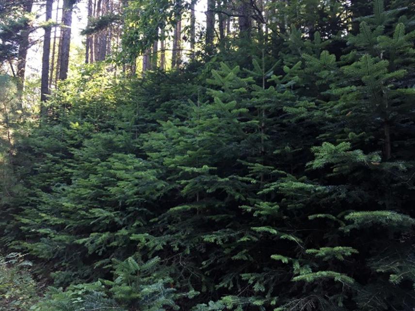 Under Canopy Kazdagi Fir Stand.