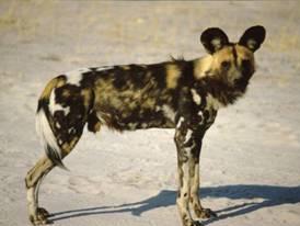 Wild dog.