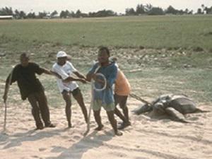Turtle rescue.