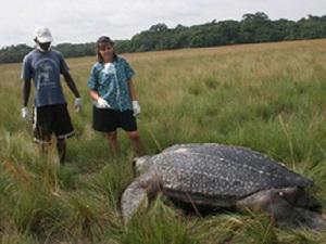 Turtle in savana.