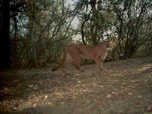 Puma concolor. © Veronica Quiroga.