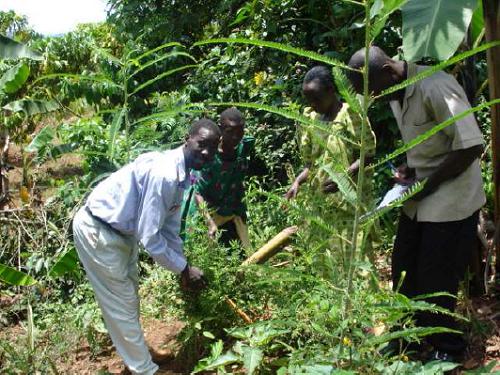 Field-based Education of Indigenous Knowledge about Medicinal and other useful plants.