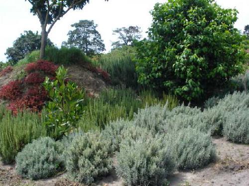 Medicinal Plant Species used for Centre-based practical Education and Seed Banks.
