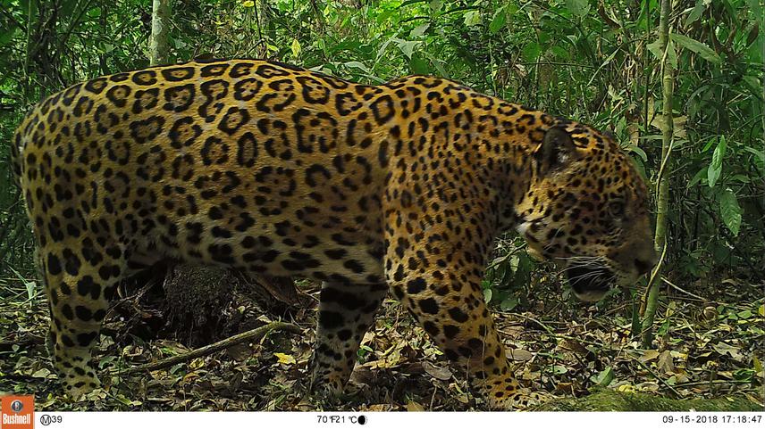 Photographic capture of a yagurete (Panthera onca) in the Baritú National Park, Salta, Argentina.