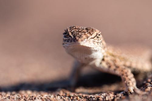 Liolaemus cuyumhue in its natural habitat. ©María Victoria Brizio.