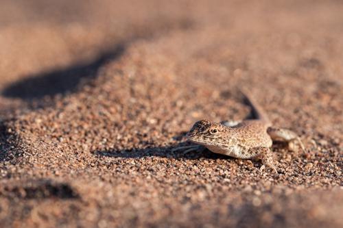 Liolaemus cuyumhue in its natural habitat. © María Victoria Brizio.