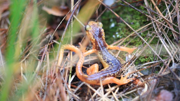 27105-2General view of a male Marmaris Salamander 2.JPG