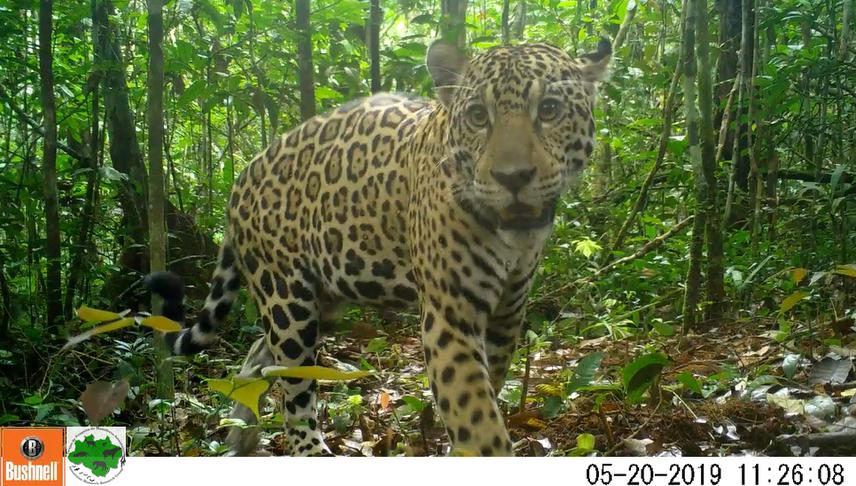 Panthera onca.