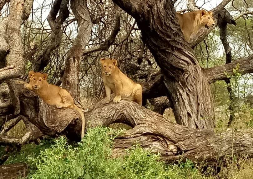 Lions in Maswa Game Reserve which is a part of southwest Serengeti ecosystem © Houssein Kimaro.