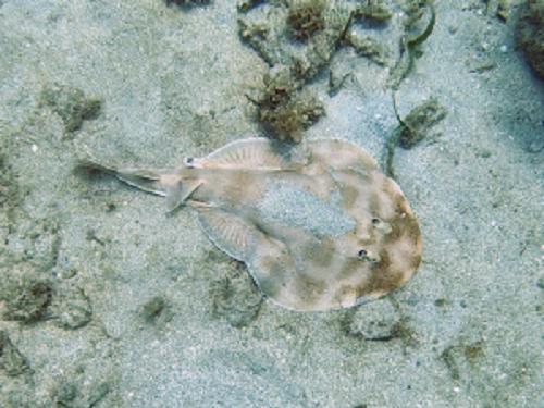 A lesser electric ray, Narcine bancroftii, is spotted during an underwater visual census in Bocas del Toro. © Piter Georgett.