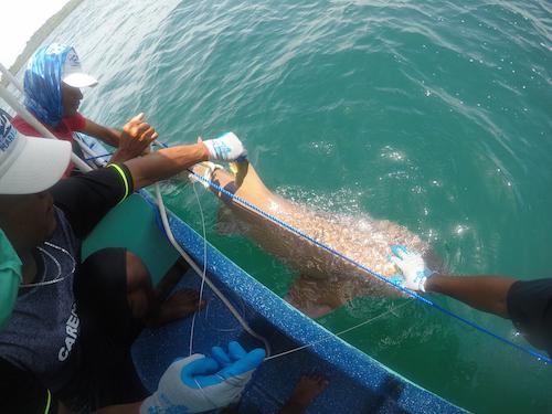 We use a combination of standardized methods, including Baited Remote Underwater Videos, to assess the big fish populations around the Bocas del Toro archipelago. © Rachel T. Graham.