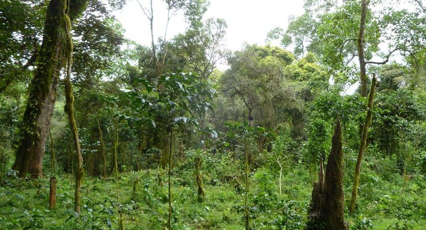 Intercropping forest and coffee in Seka Chekorsa, Jimma.