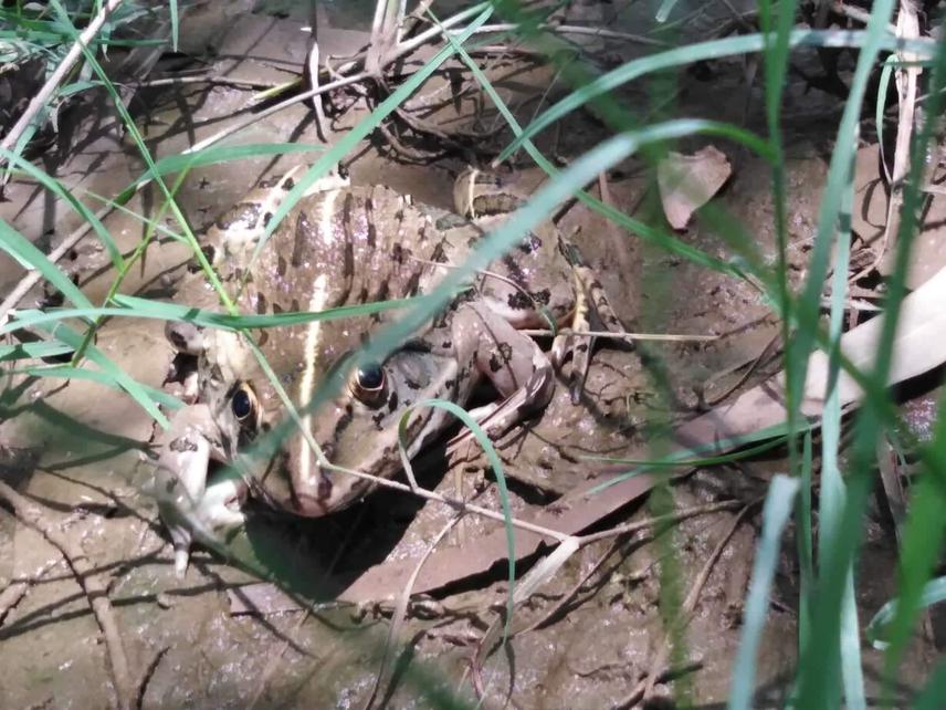 Hoplobatrachus tigerinus.