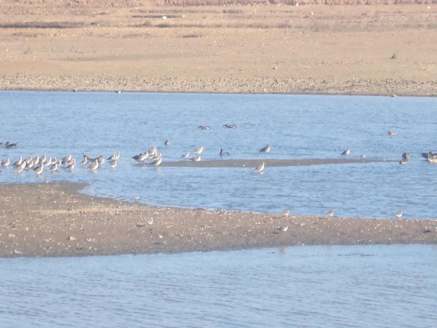 Flocks of mixed birds.