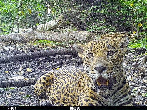 27440-1JaguarMaya.gif