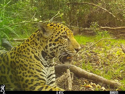 Jaguar.