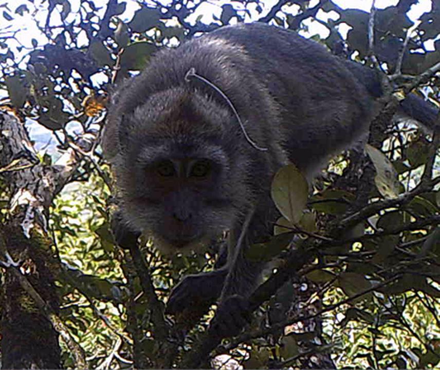 Radio-collared female caught on camera trap in Eugenia pyxidata in November