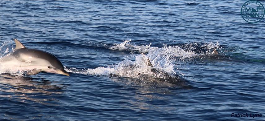 © Patrick Lyne, Maritime Apex Predator Conservation.