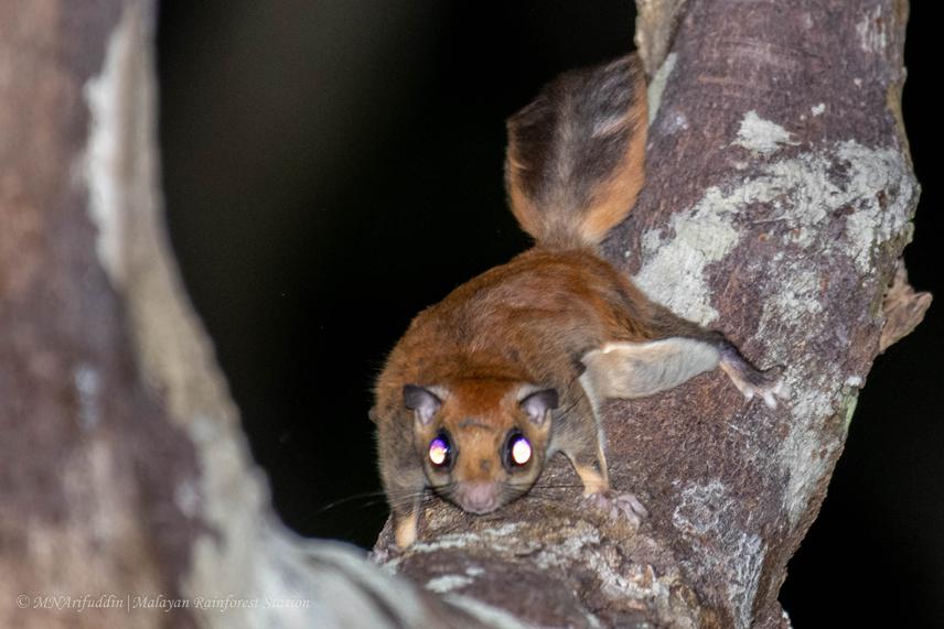 27588-1Red-cheeked gliding squirrel.jpg