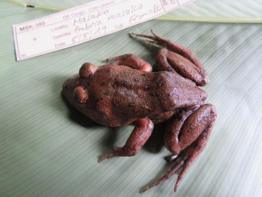 Aubria masako.