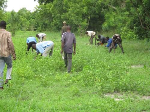 Tree planting exercise in Kulmasa.