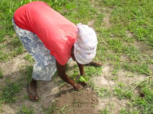27594-2over 60 years woman planting mahogany seedlings at Klumasa.png