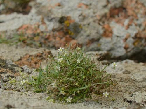 Moehringia hypanica Grynj et Klokov - endemic for National park “Buzkyi Gard” species, which exists only in two localities around the world.